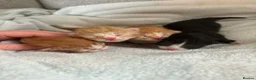 Mixed Breed cats for sale: Beautiful Domestic Shorthair Kittens in Catterick Garrison - Advert 3