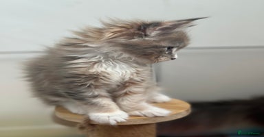Maine Coon cats - Advert 3