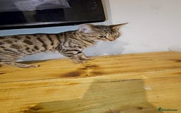 Bengal cats for sale: Bengal cross for sale  - Advert 2