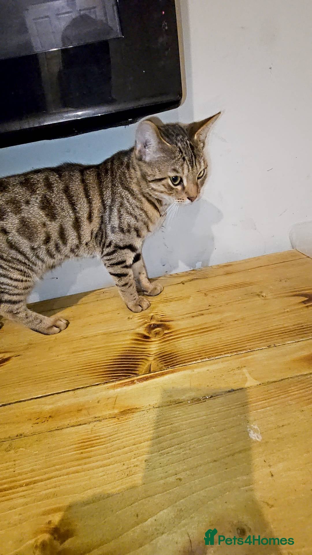 Bengal cats for sale: Bengal cross for sale  - Advert 2