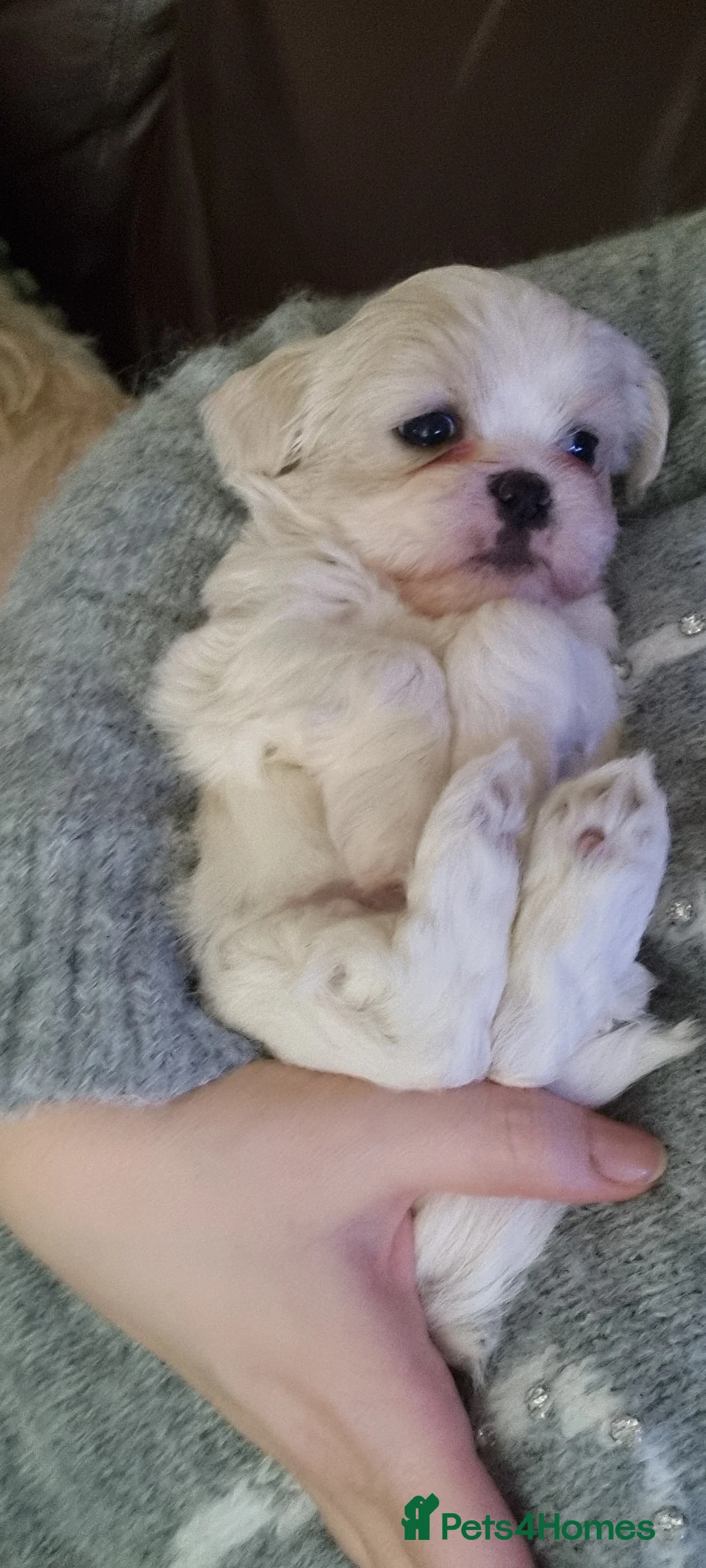 Shih Tzu dogs for sale: Twin girls available  - Advert 7