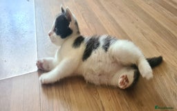 Mixed Breed cats for sale: Beautiful kittens for sale - Image 15
