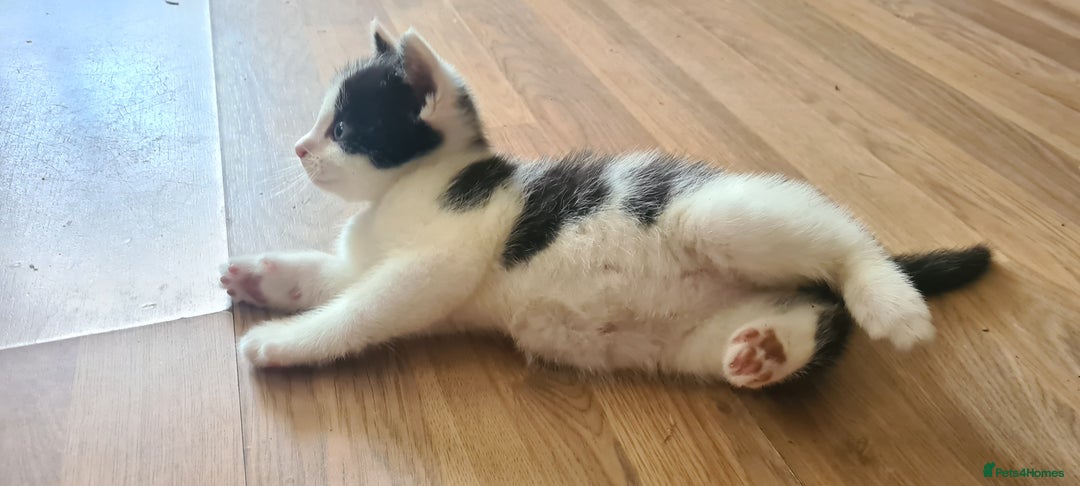 Mixed Breed cats for sale: Beautiful kittens for sale - Image 15
