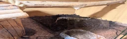 Monitor reptiles for sale: Nile monitor 8 months old  - Advert 4
