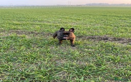 French Bulldog dogs for sale: French Bulldog - 7 years old  - Image 11