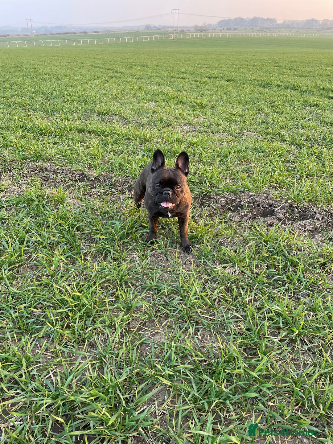 French Bulldog dogs for sale: French Bulldog - 7 years old  - Image 11