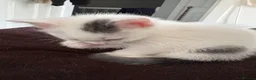 Mixed Breed cats for sale: 1 Beautiful Kitten Looking for her Forever home  in Southampton - Advert 3