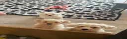 Bichon Frise dogs for sale: Puppies with blue eyes  in Norwich - Advert 12