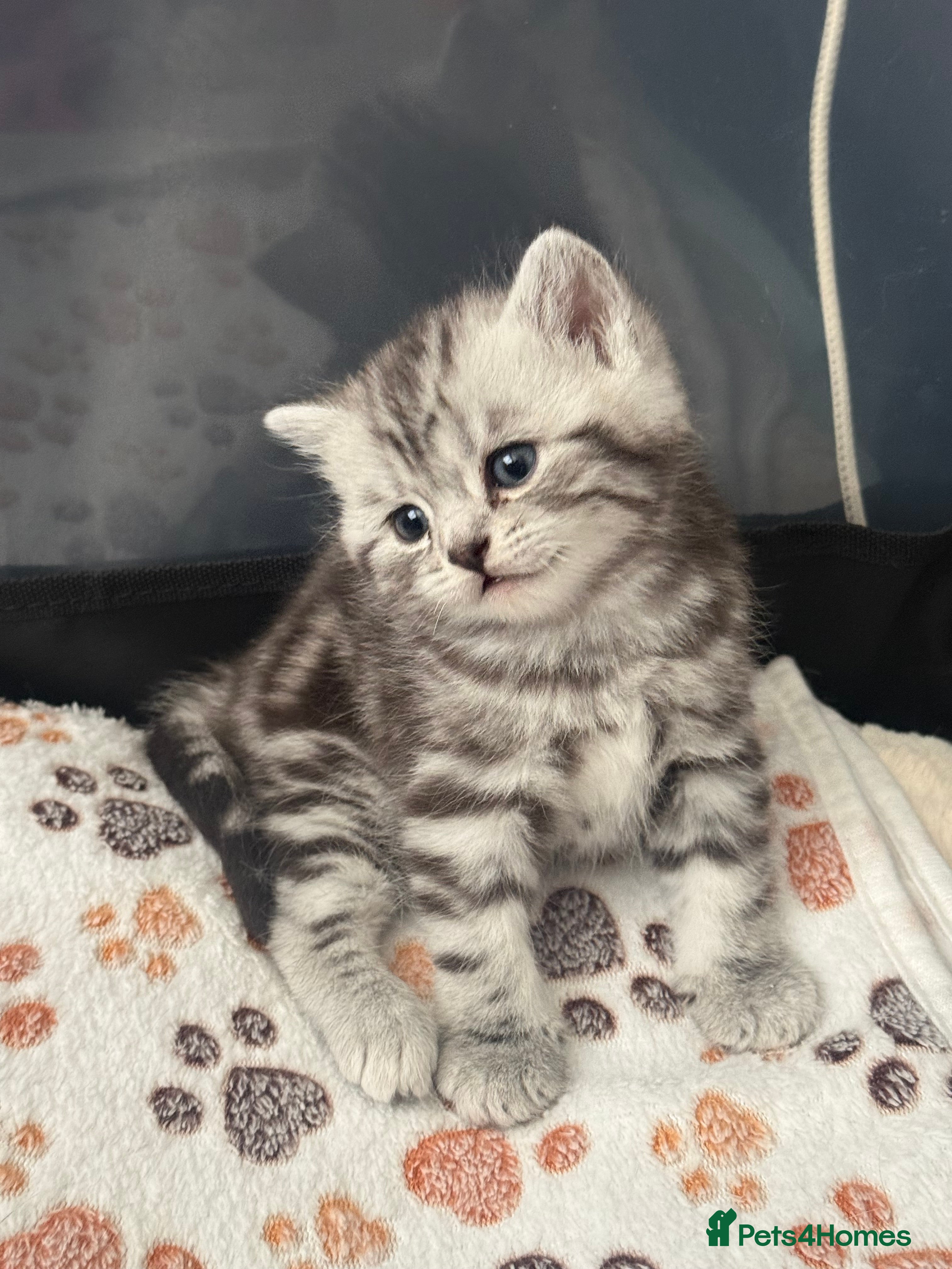British Shorthair cats GCCF BSH Kittens  - Advert 7