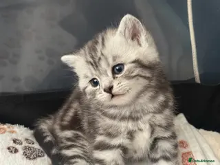 British Shorthair cats GCCF BSH Kittens - Advert 7