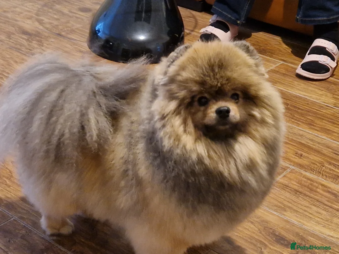 Pomeranian dogs for sale: Pomeranian Male - Advert 2
