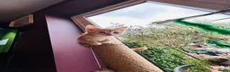 Maine Coon cats for sale:  Maine Coon X ready NOW - Advert 14