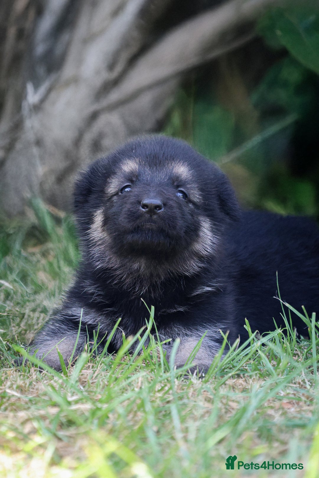 German Shepherd dogs for sale: ❤️KC HEALTH TESTED PARENTS ❤️ - Image 3