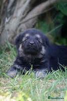 German Shepherd dogs - Advert 7