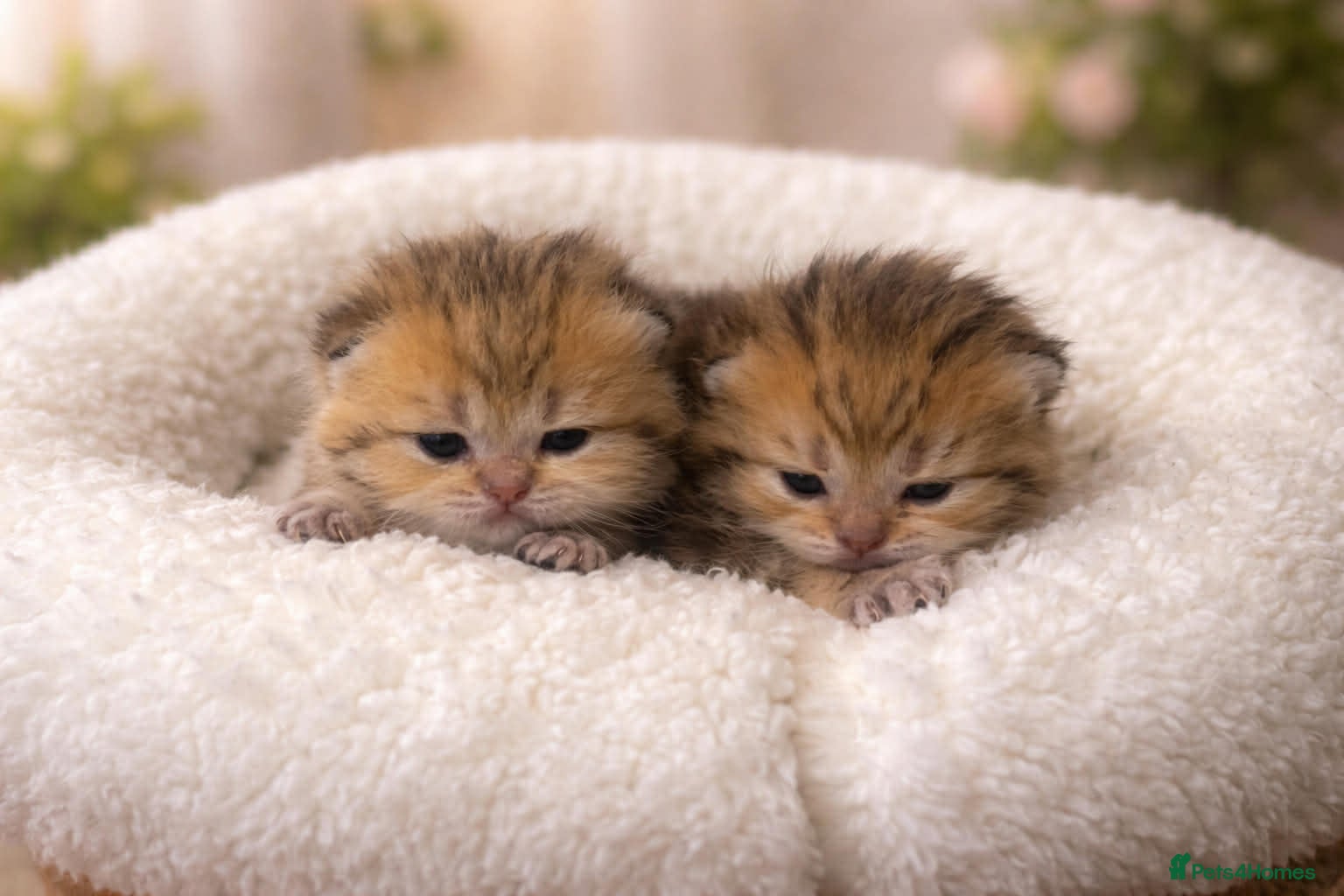 British Shorthair cats British shorthair kittens  - Advert 7