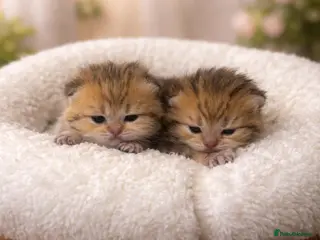 British Shorthair cats British shorthair kittens - Advert 7