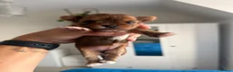 Yorkshire Terrier dogs for sale: 🌺 Pedigree Tiny Yorkie Puppies- Rare Colors 🌺 - Advert 9