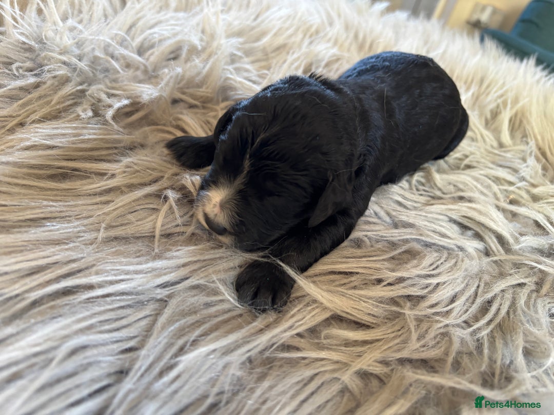 Goldendoodle dogs for sale: 12 Stunning Goldendoodles - Image 4