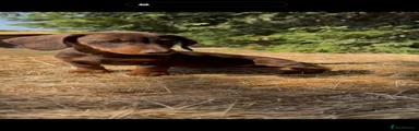 Dachshund 2
