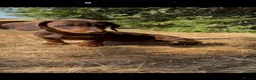 Dachshund dogs for sale: 3 beautiful Dashound pups  - Advert 6