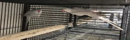 Parakeets birds for sale: Finches canarys doves parakeets parrots  - Advert 13