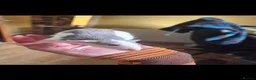 Rat rodents for sale: Dumbo Husky Rats in Sheffield - Advert 11