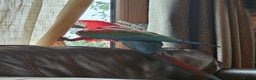 Macaws birds for sale: Semi-tame green wing macaw - Advert 3