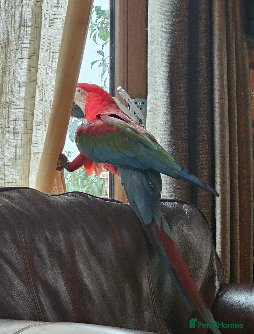 Macaws birds for sale: Semi-tame green wing macaw - Advert 3