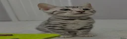 Bengal cats for sale: Bengal kittens - Advert 2
