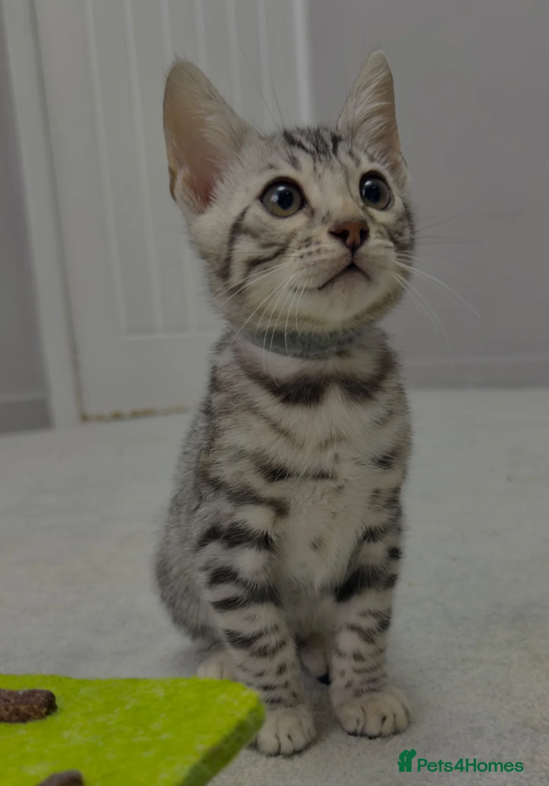 Bengal cats for sale: Bengal kittens - Advert 2