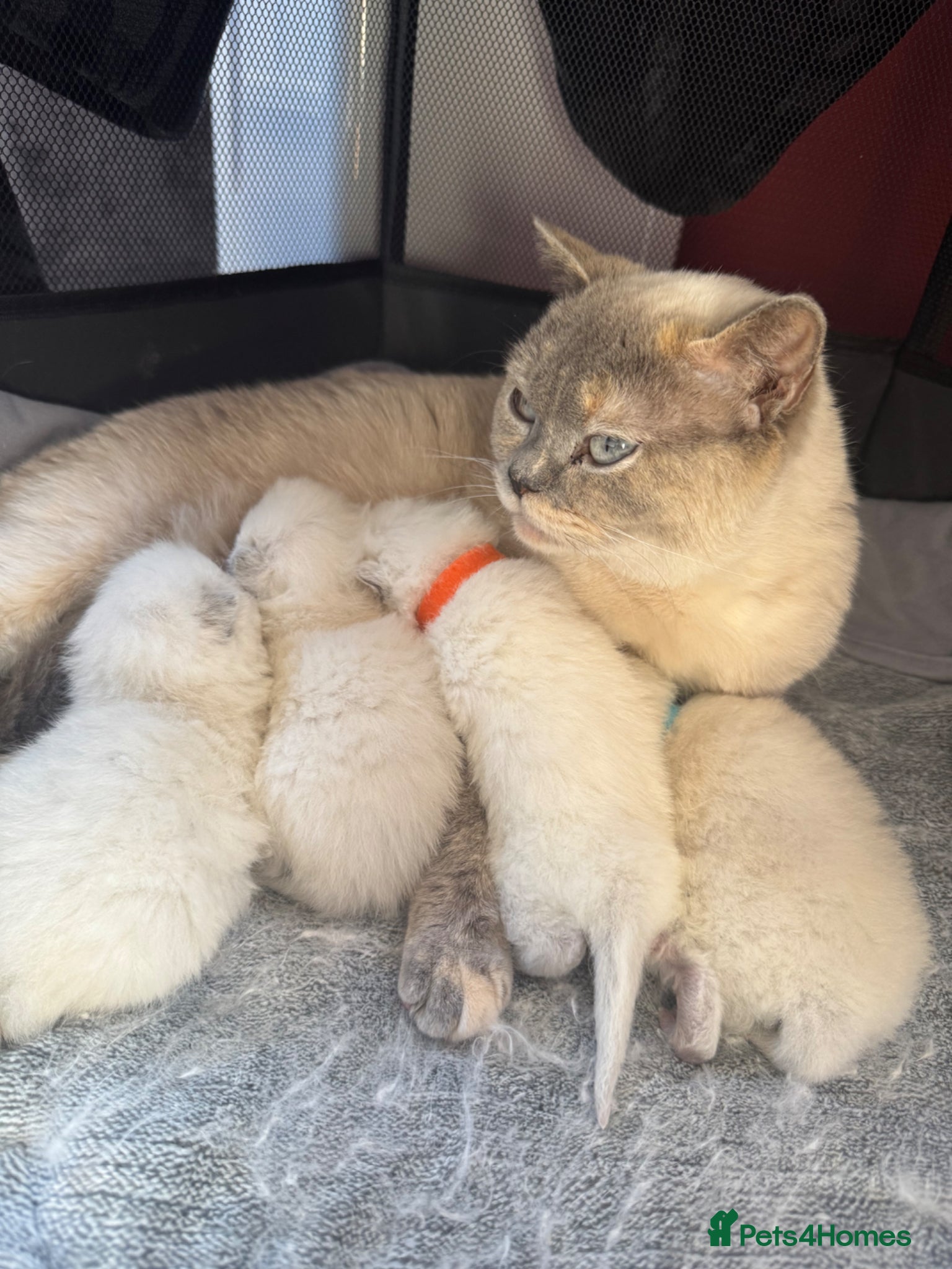 British Shorthair cats for sale: Gorgeous GCCF colourpoints  - Advert 3