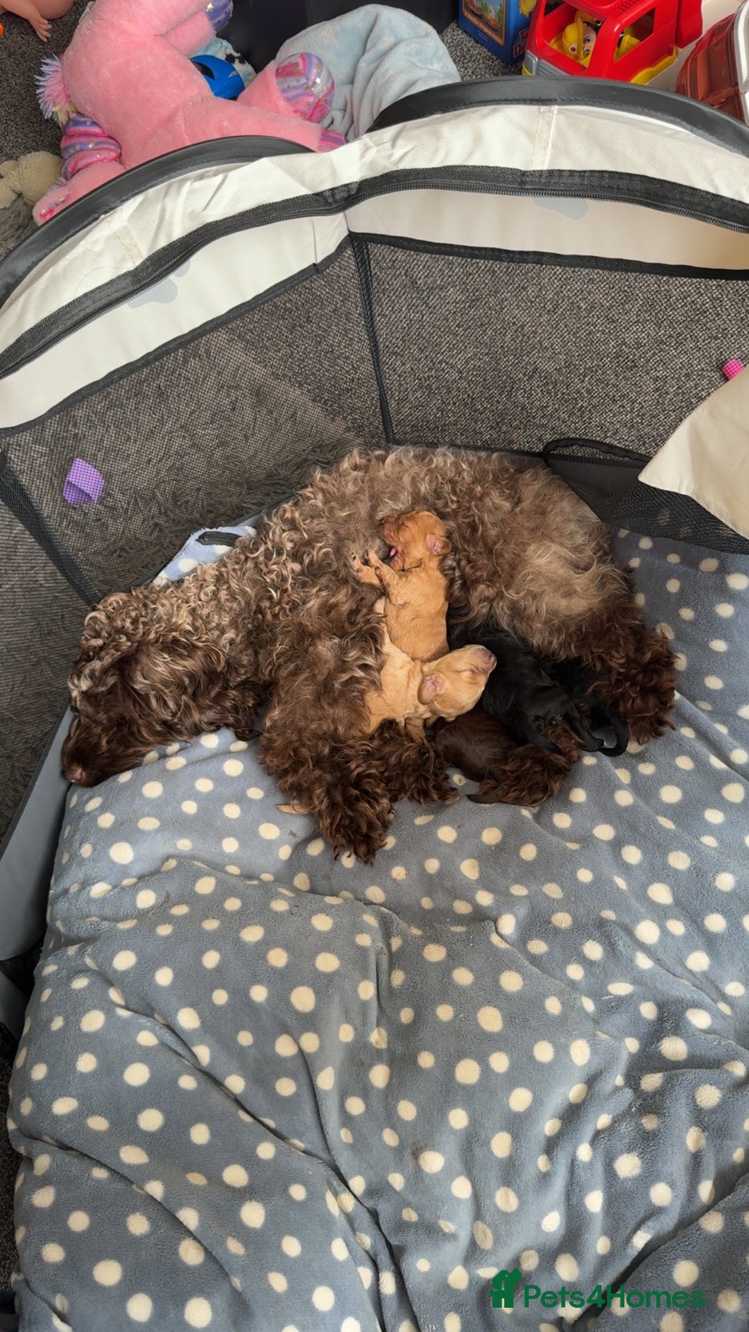 Cockapoo dogs for sale: Cockapoo f2 puppy  - Image 6