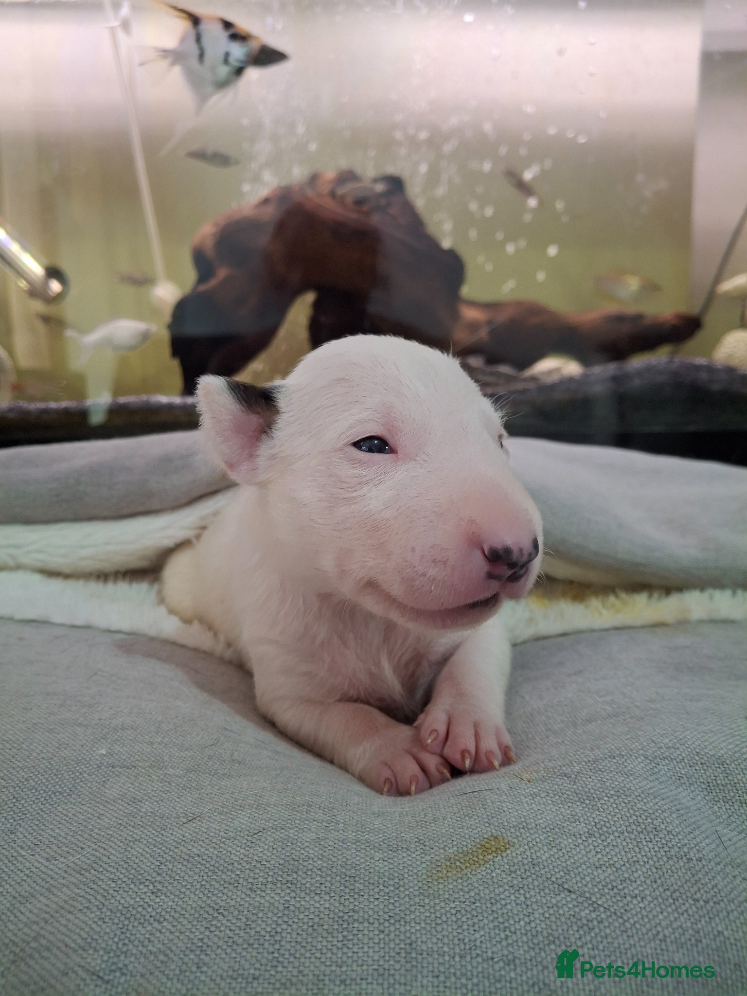 English Bull Terrier dogs Stunning english bull terrier pups - Advert 3