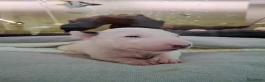 English Bull Terrier Puppy 4