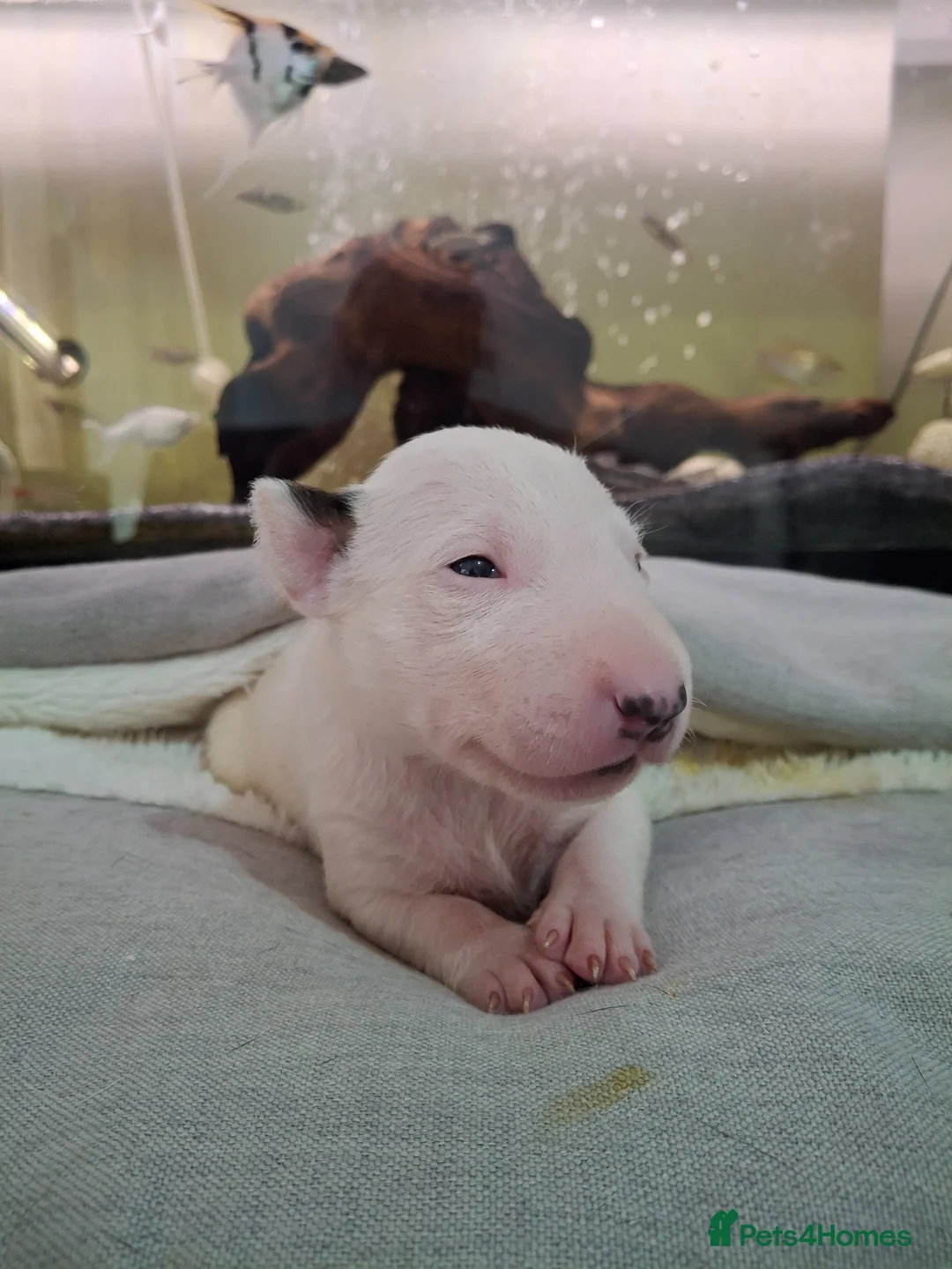 English Bull Terrier dogs for sale: Stunning english bull terrier pups - Advert 1