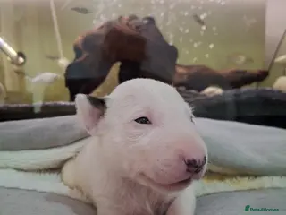 English Bull Terrier dogs Stunning english bull terrier pups - Advert 3