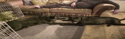 Cane Corso dogs for sale: Cane Corso  in Leicester - Advert 6