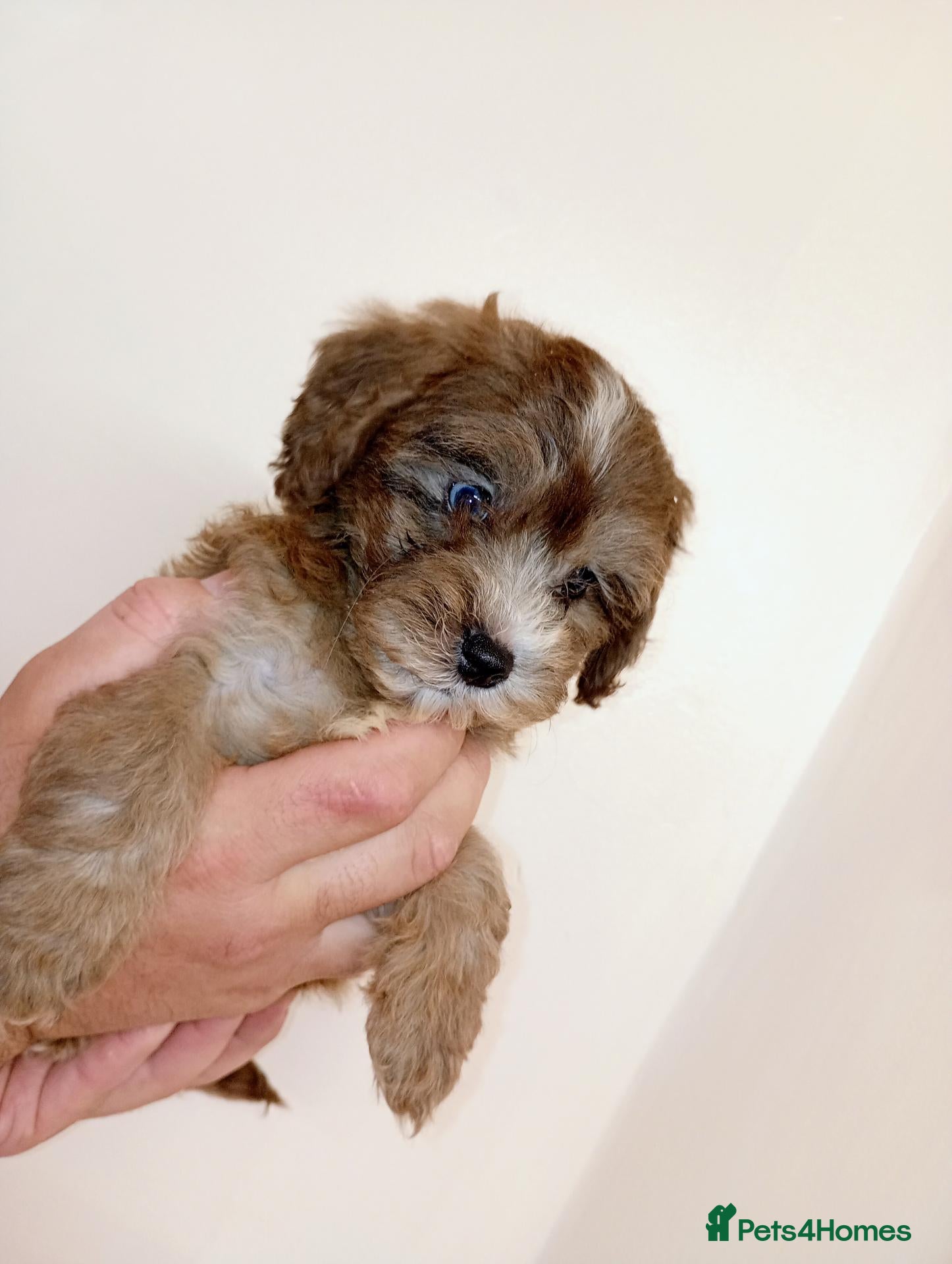 Shihpoo dogs for sale: shihpoo puppies unusual colours  - Advert 14