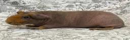 Guinea Pig rodents for sale: Skinny pig, werewolf and Baldwin youngsters/babies - Advert 5