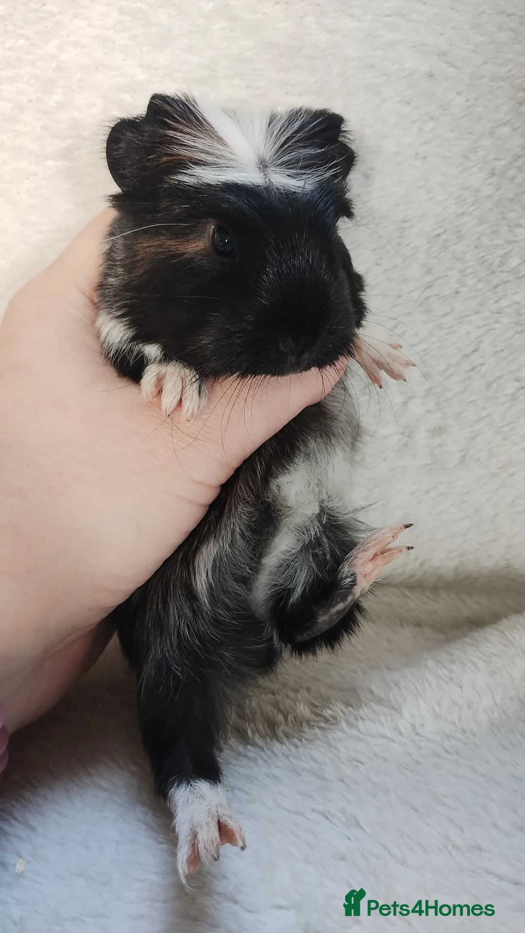 Guinea Pig rodents for sale: Delivery available cornet sister guinea pigs ready - Advert 13