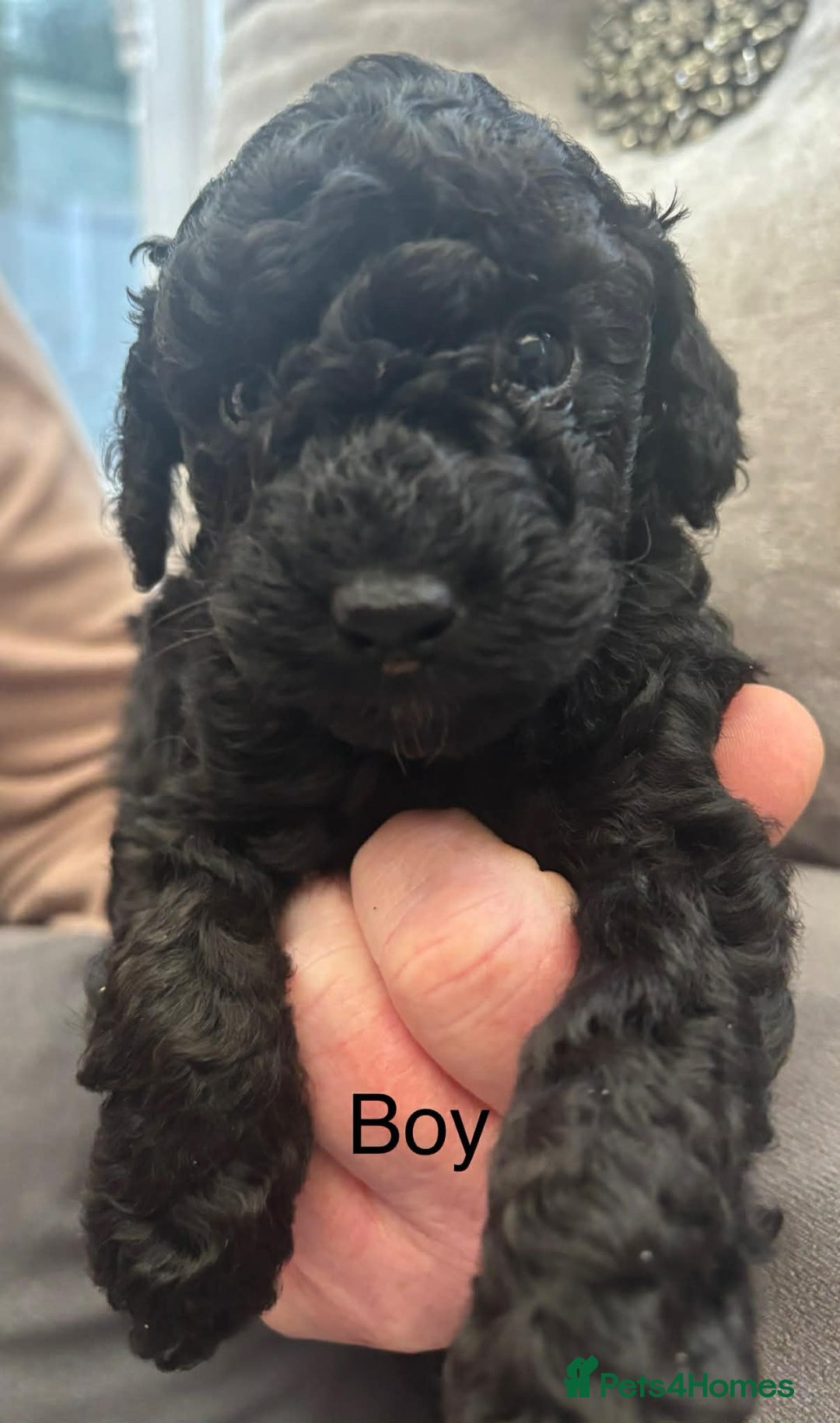 Toy Poodle dogs for sale: Toy poodle puppies - Advert 3