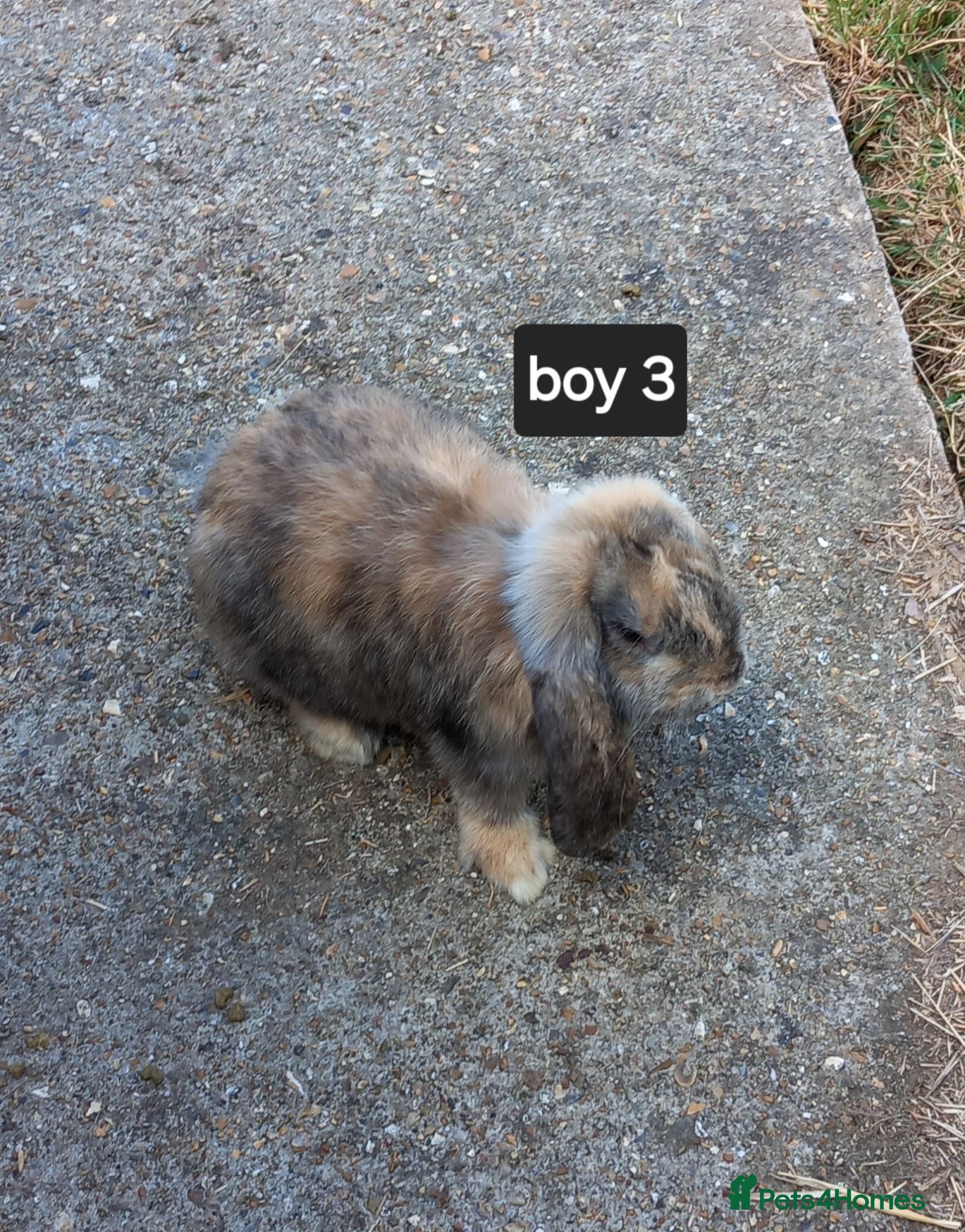 French Lop rabbits Last Pure French lop rabbit for sale - Advert 4