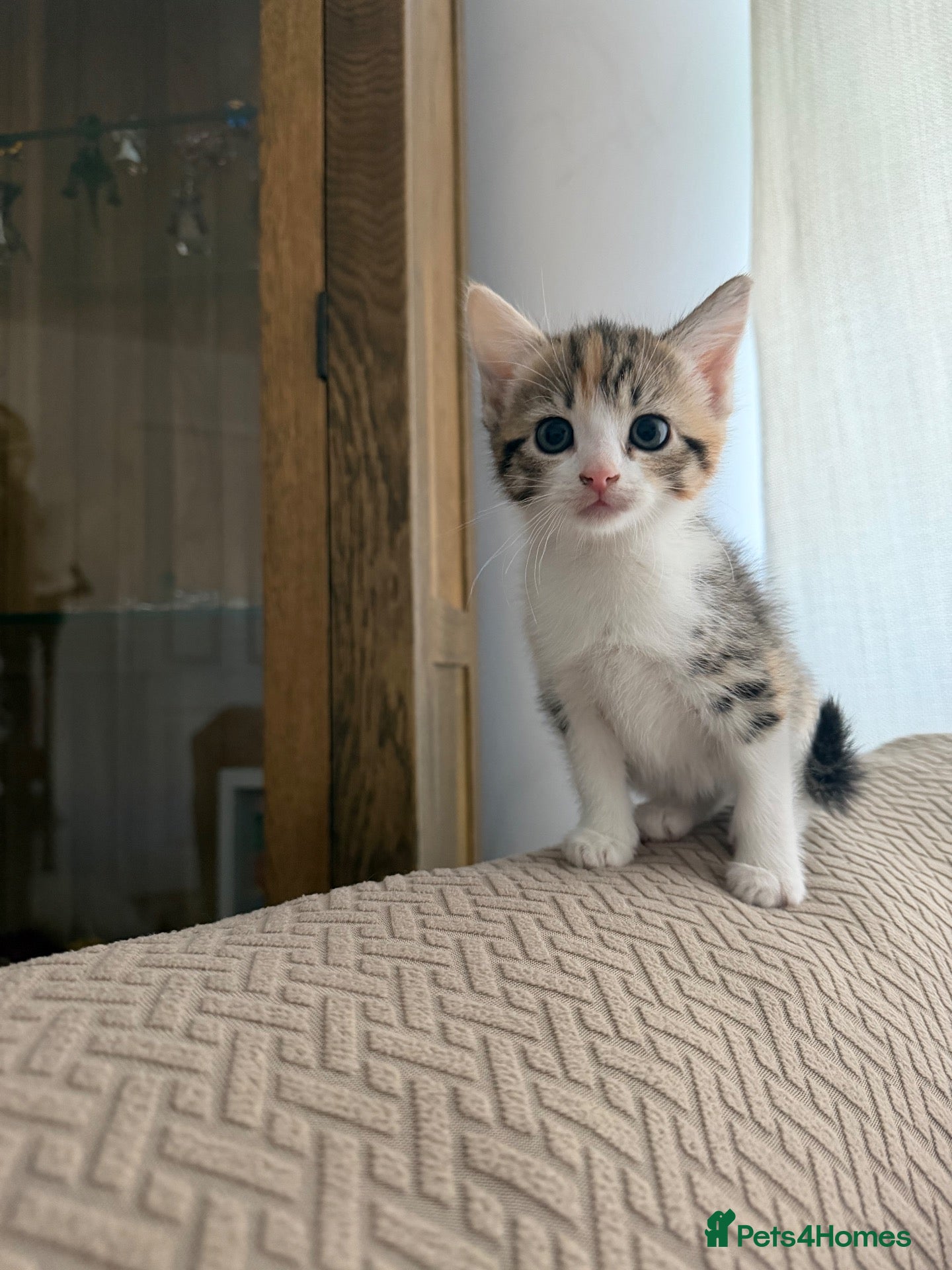 Mixed Breed cats for sale: Kittens ready now  - Advert 12