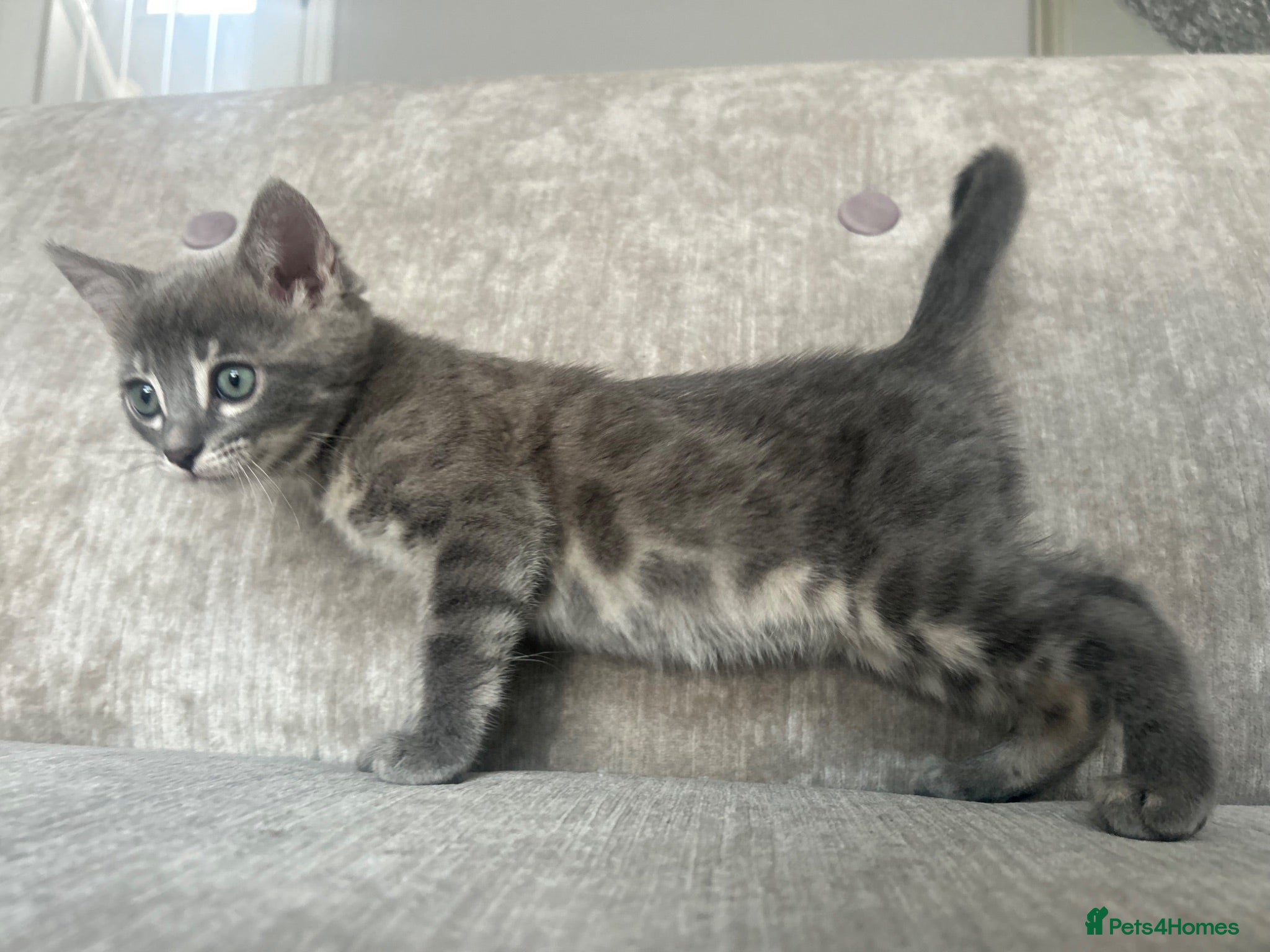 Bengal cats 3 Female Blue TICA Registered Bengal kittens  - Advert 2