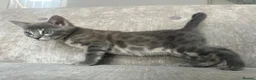 Bengal cats for sale: 3 Beautiful Blue Female TICA Reg Bengal kittens  - Advert 26