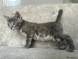 Bengal cats 3 Female Blue TICA Registered Bengal kittens - Advert 2