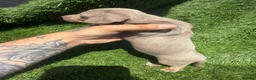 Dachshund dogs for sale: 🐾DWKC REG, DACHSHUND PUPPIES - Advert 9