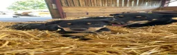 Australian Kelpie dogs for sale: Kelpie pups  in Cheddar - Advert 4