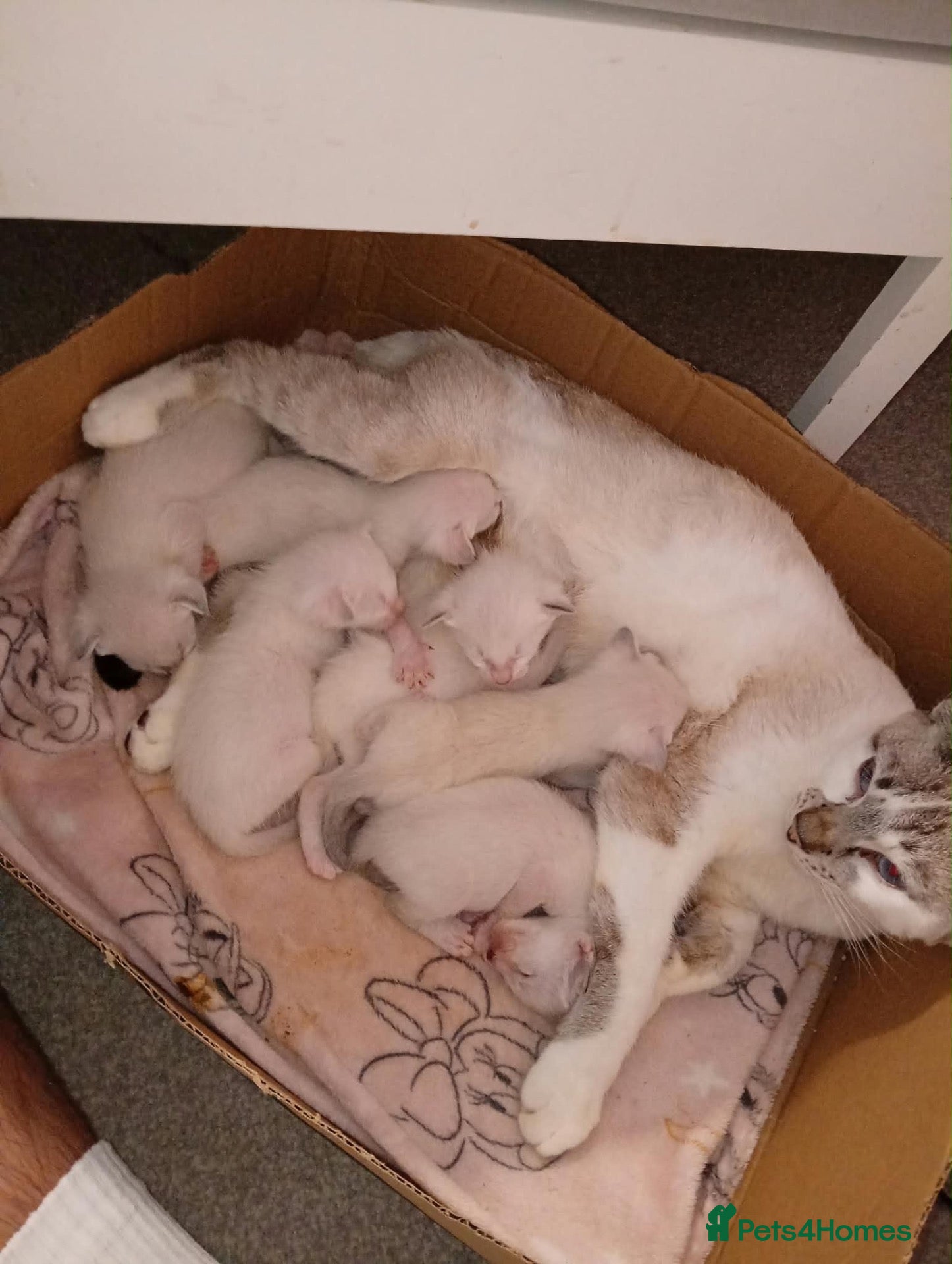 Siamese cats ORIENTAL SIAMESE × LYNX POINT SIAMESE KITTENS - Advert 1