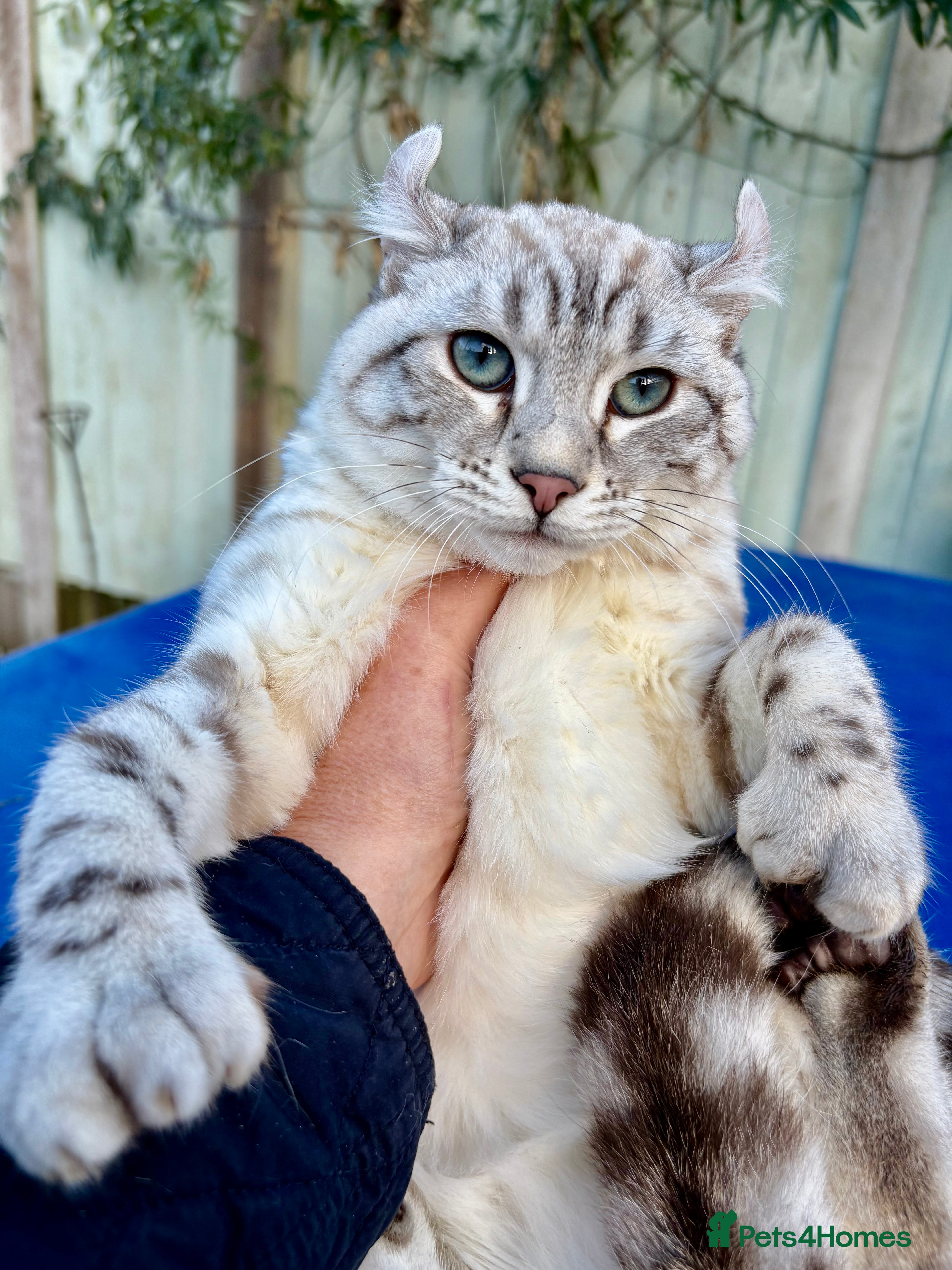 Keetso cats Superb wild looking snow leopard female  - Advert 2